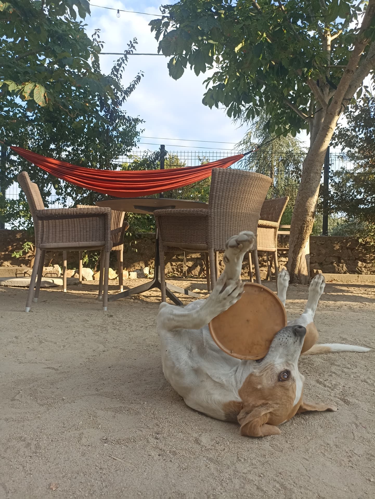 Serge, le chien du Cercle, sous le hamac de la terrasse ombragée